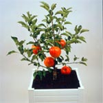 Pommier nain 'Garden sun red'&reg;