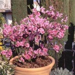 P�cher nain 'Diamond'
