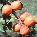 Abricotier nain 'Garden&reg;Aprigold'