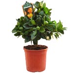 Calamondin Calamondin