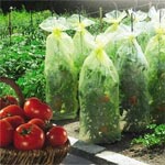 Housse à tomates 'tomatotube' - Intermas - Celloplast Housse à tomates 'tomatotube' - Intermas - Celloplast