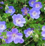 Géranium Rozanne® Géranium Rozanne®