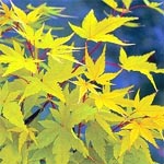 Acer palmatum Senkaki