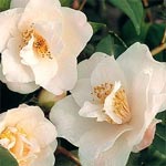 Cam�lia champ�tre Christmas Daffodil