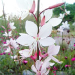 Gaura lindheimeri en godets Gaura lindheimeri en godets