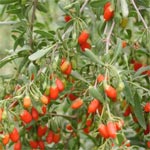 Lycium barbarum Lycium barbarum