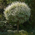 Salix integra Hakuro Nishiki