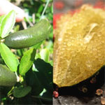 Citron caviar