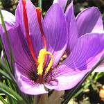 Crocus � safran